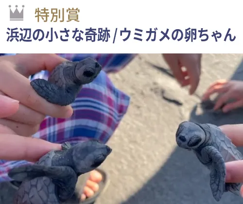 特別賞 『浜辺の小さな奇跡／ウミガメの卵ちゃん』